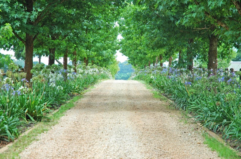 a dirt road with many flowers on it