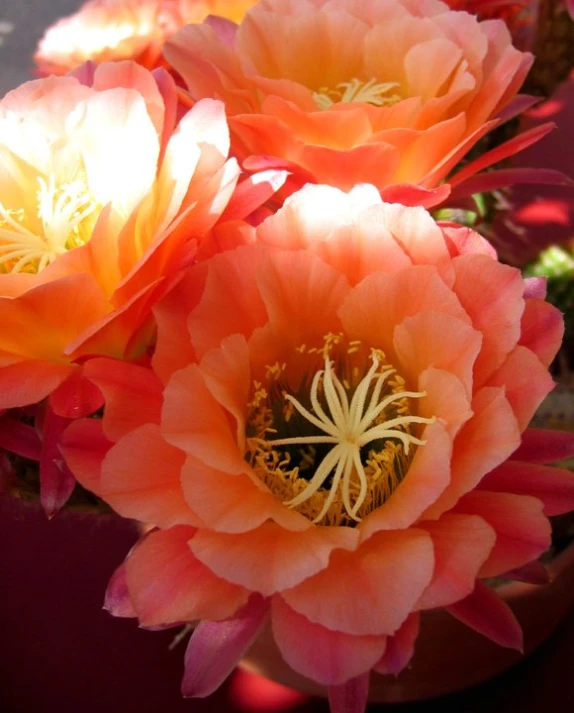 some orange and yellow flowers on a table