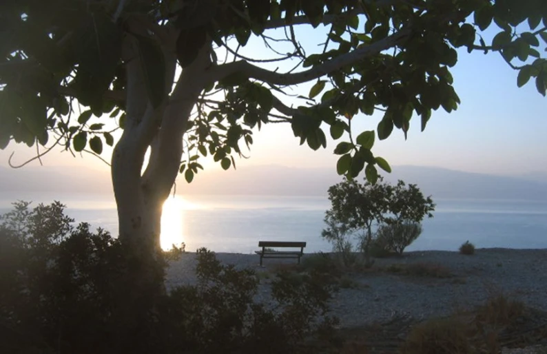 a bench on top of a hill under a tree