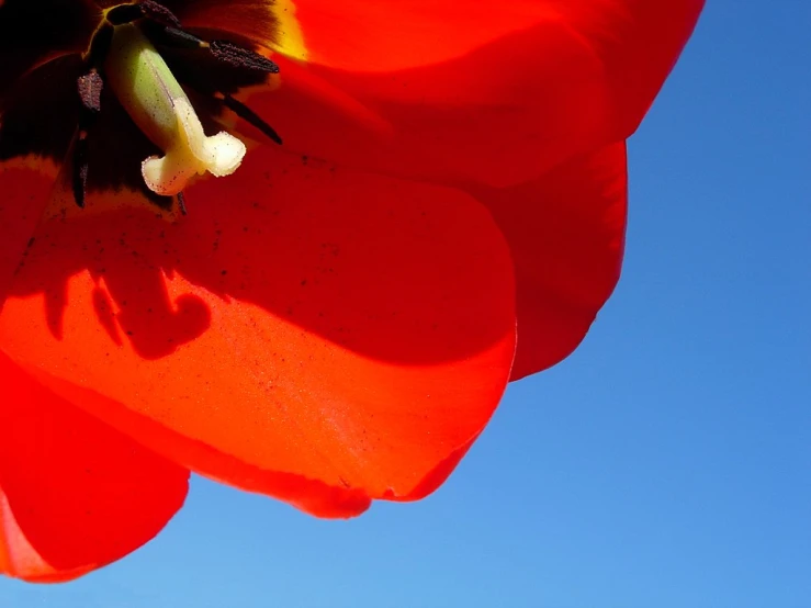 a red flower with blue sky in the background