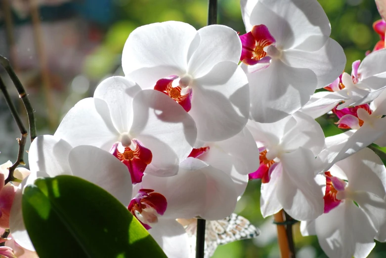 some very pretty white flowers together on a sunny day