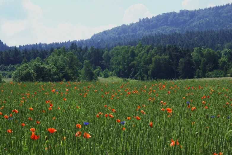 a field with trees and a hillside in the background