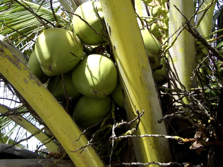 green fruits growing on the tree with nches