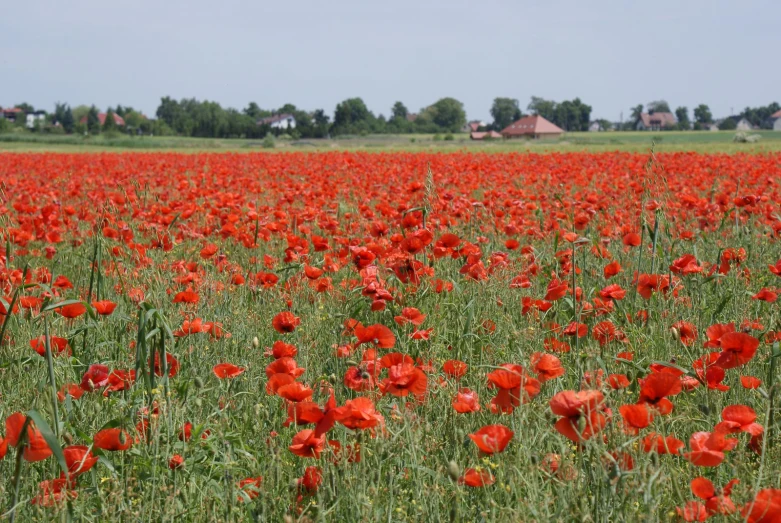 a large field full of red flowers with a few houses in the background