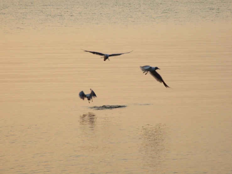 three birds flying in the air above water