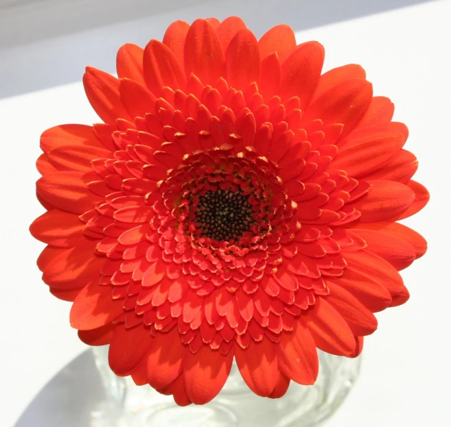 a large flower on a sunny day in a vase