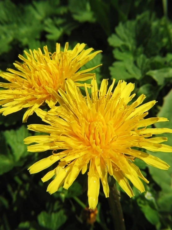 two yellow flowers with green leaves in the background