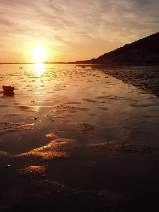 a dog on a beach near the water at sunset