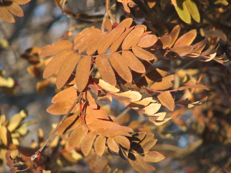 some very pretty leafy plants with brown leaves