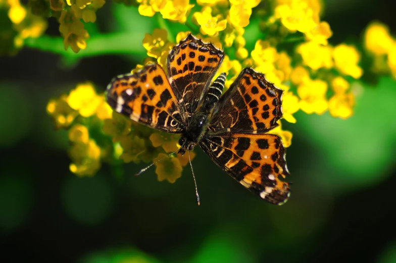 a couple of brown and yellow erflies on some yellow flowers