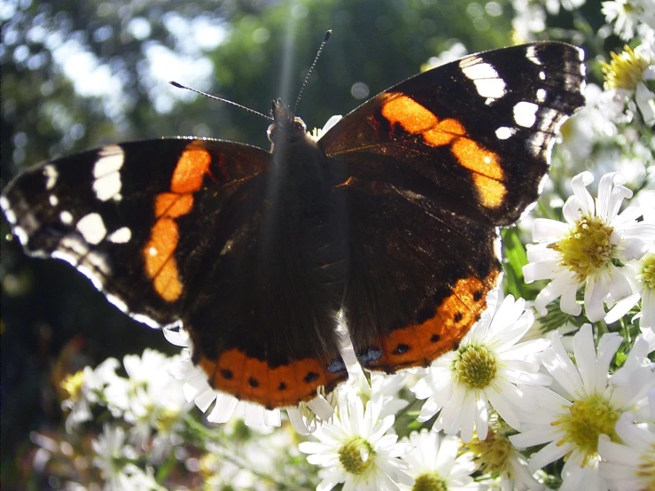 the image shows two erflies with orange and white markings