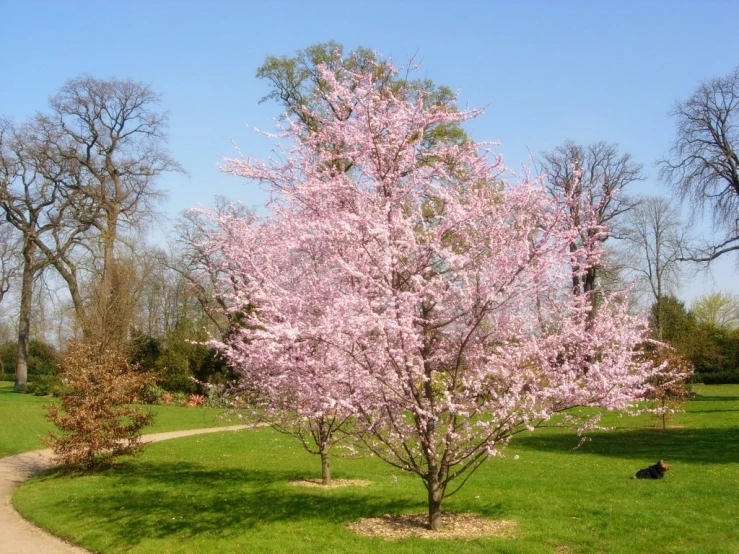 a tree that is standing in the grass