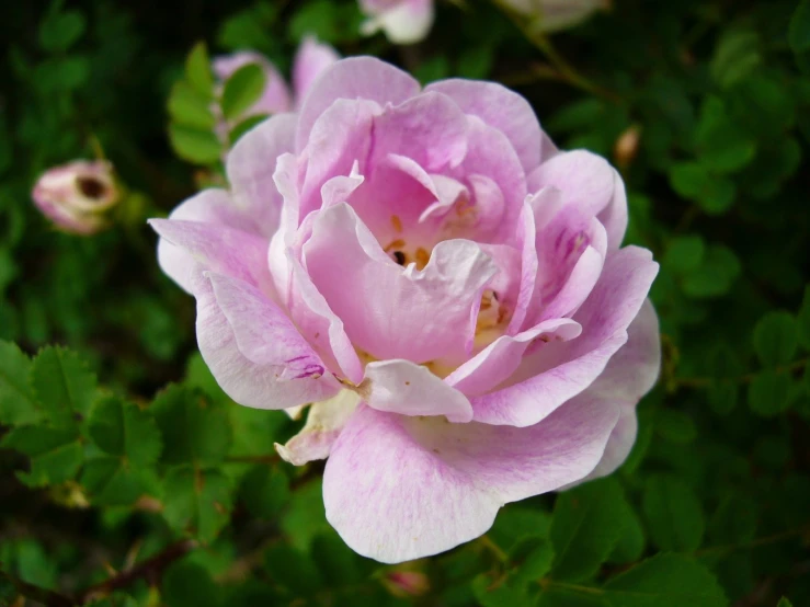 an image of a pink rose with green leaves