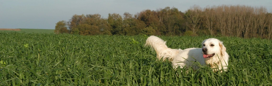 a dog stands in tall grass in a field