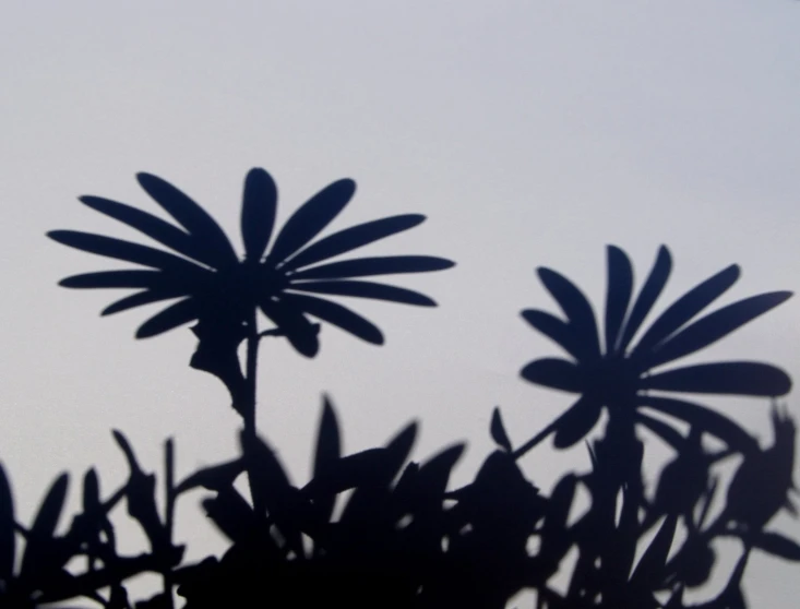 this po shows the shadow of a large plant