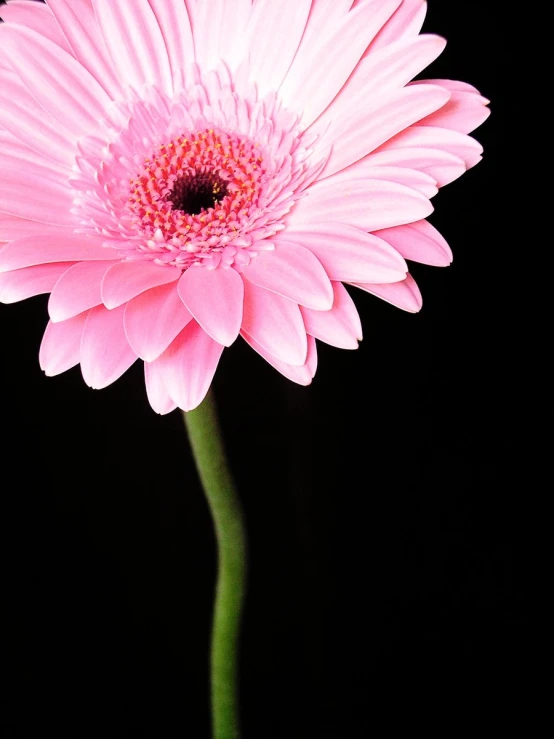 a single pink flower that is growing in the center