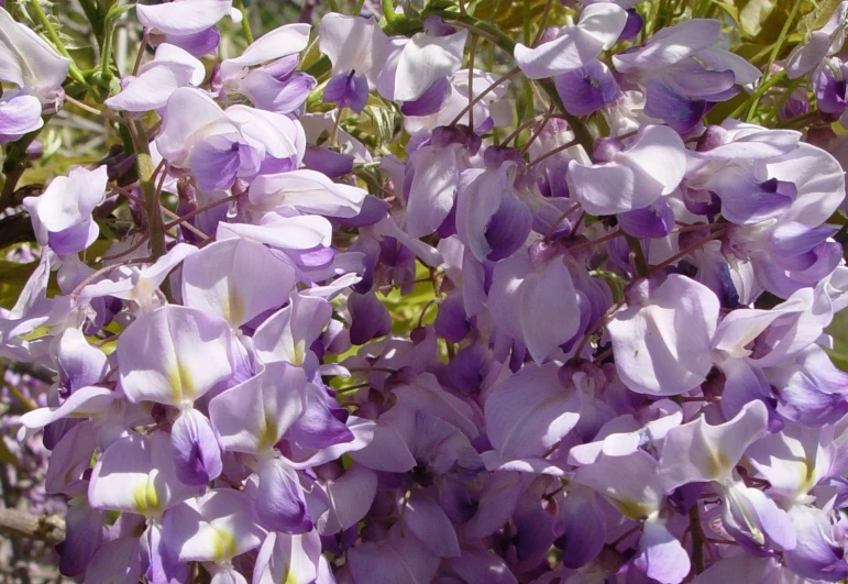 a beautiful lavender colored flower that's growing in the ground