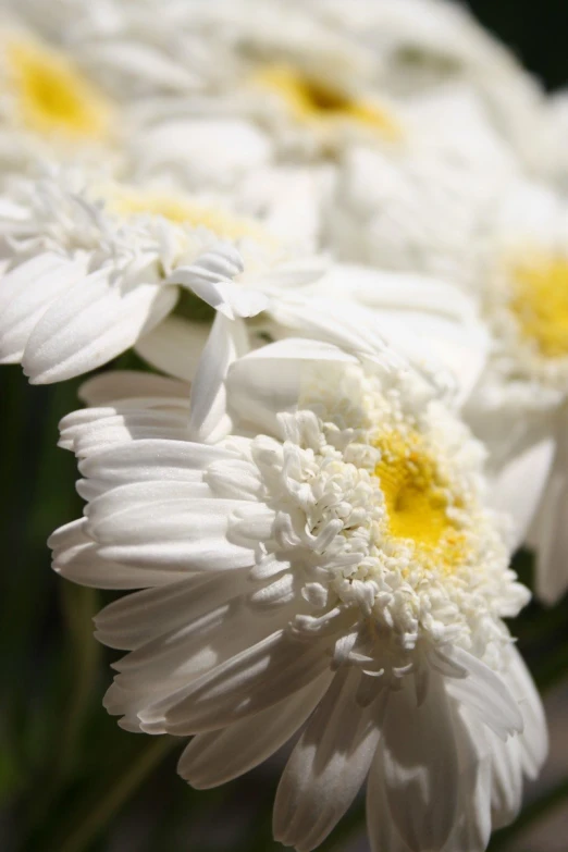 a group of white flowers in a vase