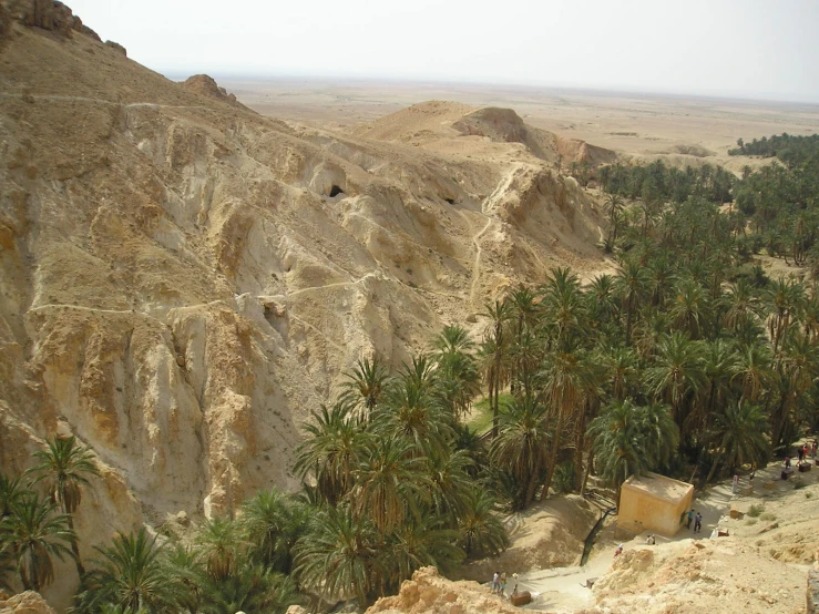 view from high up in a canyon and looking down on the palm trees