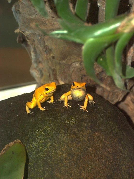 two yellow frogs are sitting on a rock