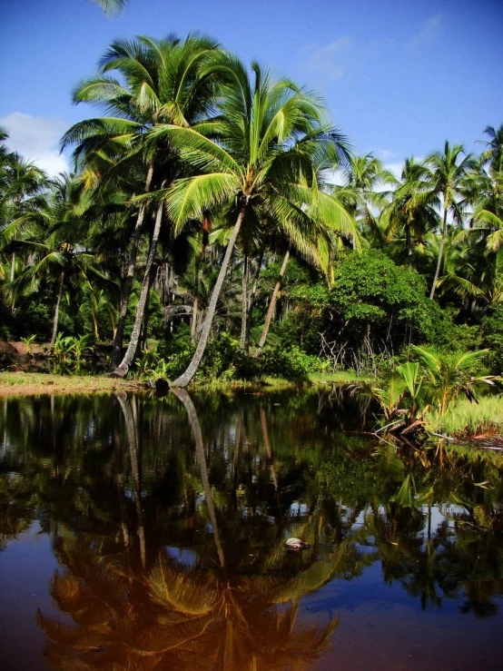 a tree lined river with its reflections