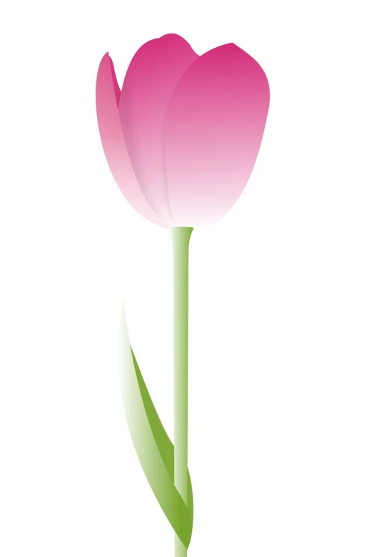 a single pink flower in the center of a white background