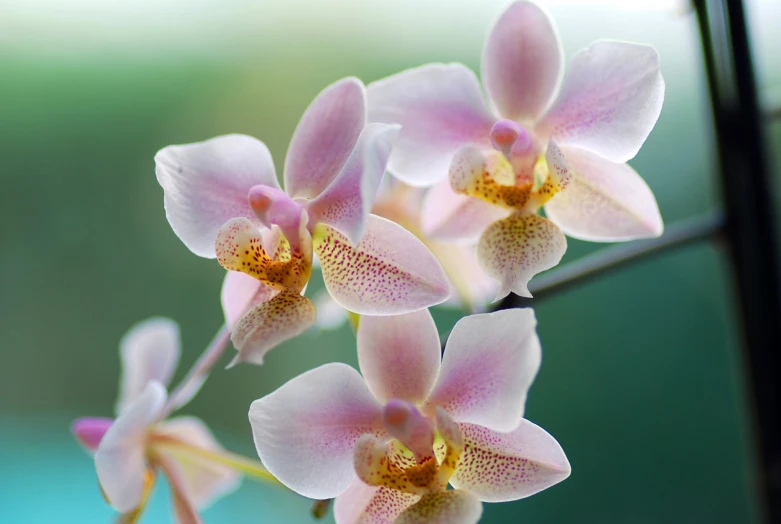 a group of pink flowers are sitting in a bouquet