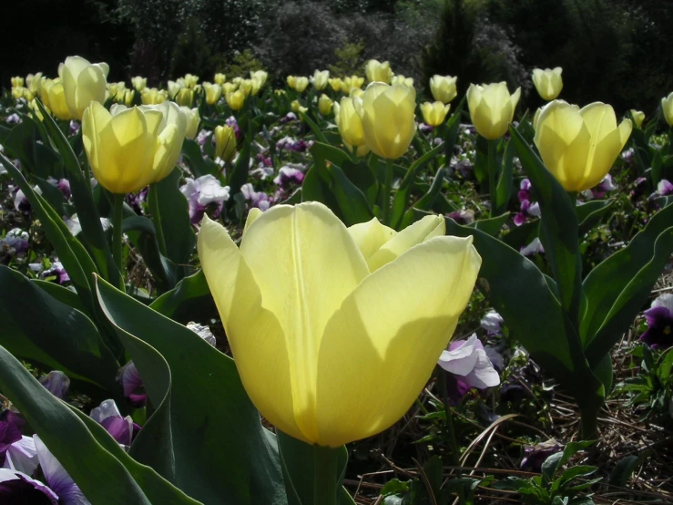 a large field full of yellow and purple flowers