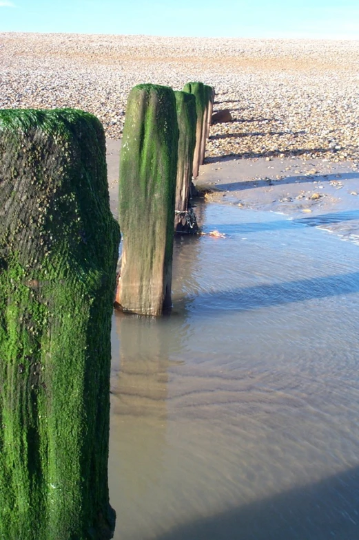there are two logs made out of seaweed