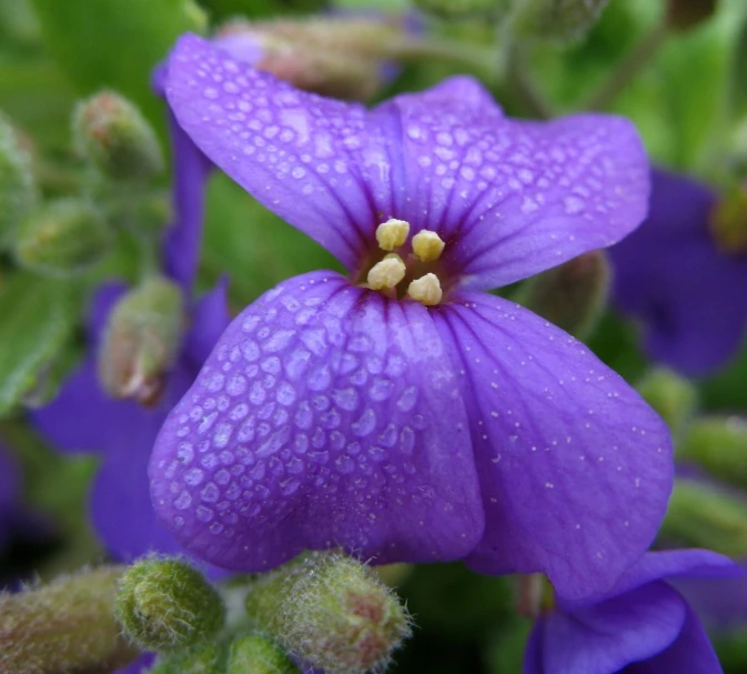 a purple flower with drops of water on it