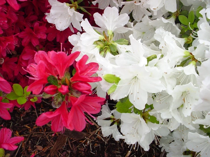 this is an assortment of flowers that are in full bloom