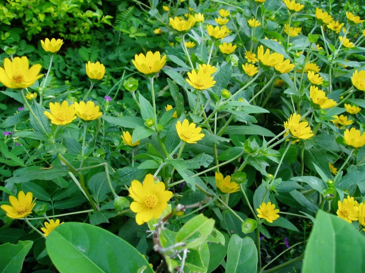 a patch of yellow flowers growing in a green forest