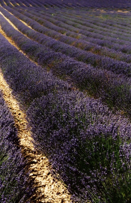 a field full of lavender flowers and a bench