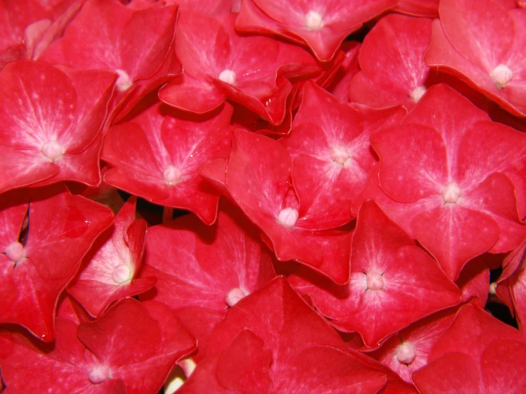 many red flowers together and one is white