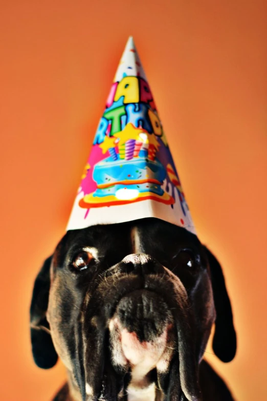 dog wearing a birthday hat on top of its head