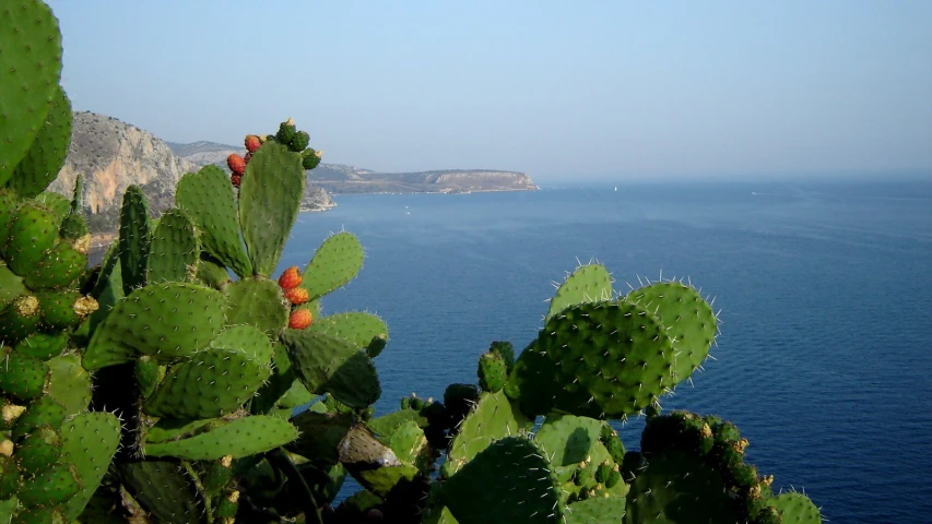 cactus flowers in a plant with the ocean in the background