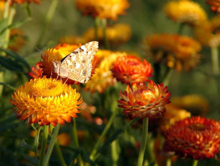 a erfly is perched on a yellow and red flower