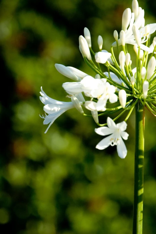 this white flower is blooming high on the green stems