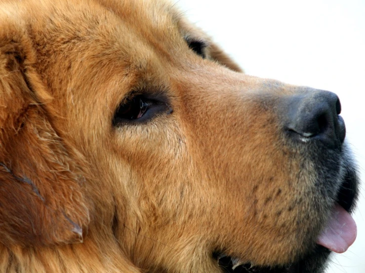 a large brown dog with a happy expression