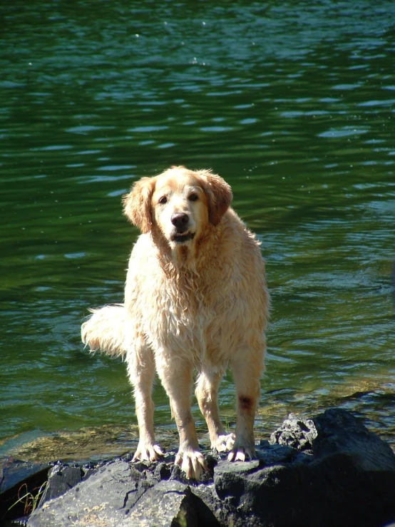 a brown and white dog standing on top of a rock next to the ocean