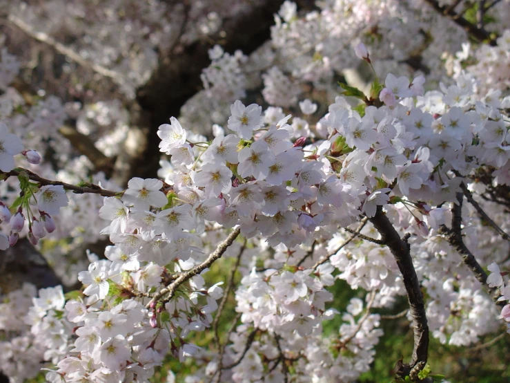 flowering tree limbs with large white flowers