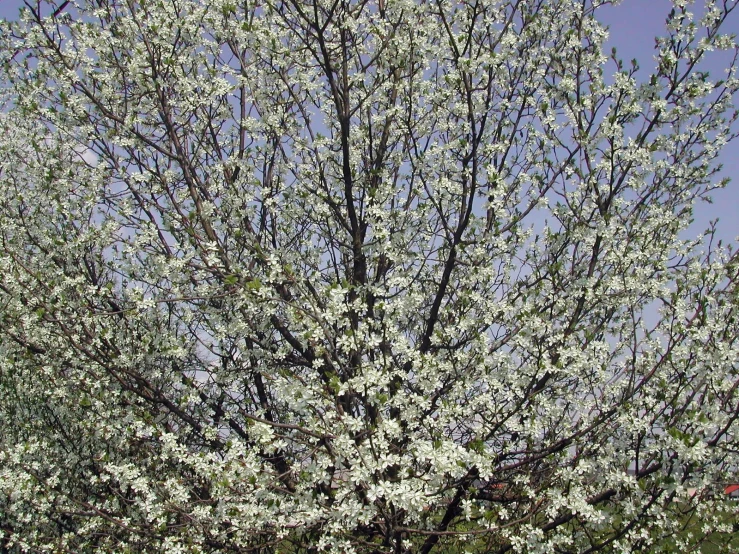 a small tree on a hill surrounded by flowers