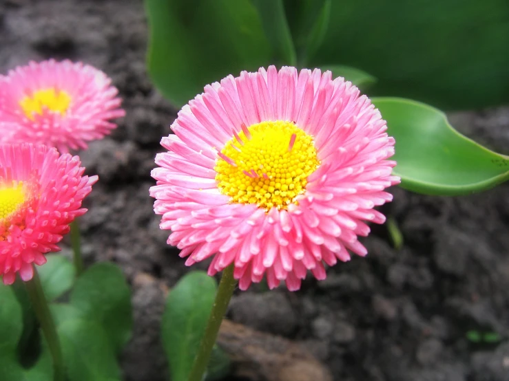 the pink flower has a yellow center as well as green