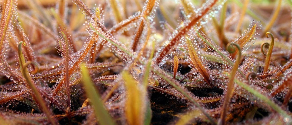 an up close po of moss growing on the ground