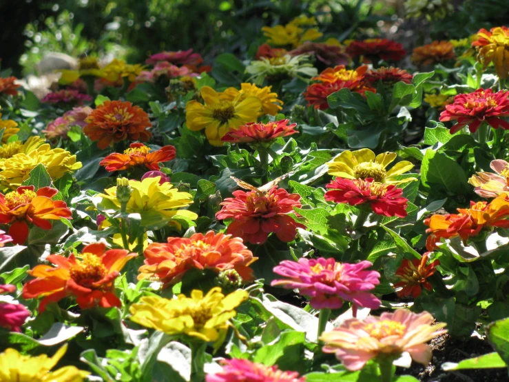 various colored flowers in a flowerbed that look like they are going to bloom