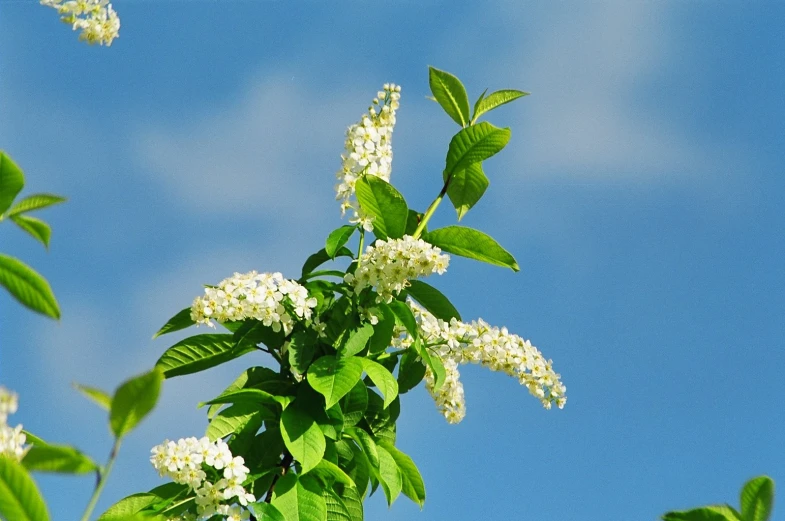 there is a white plant with many small white flowers