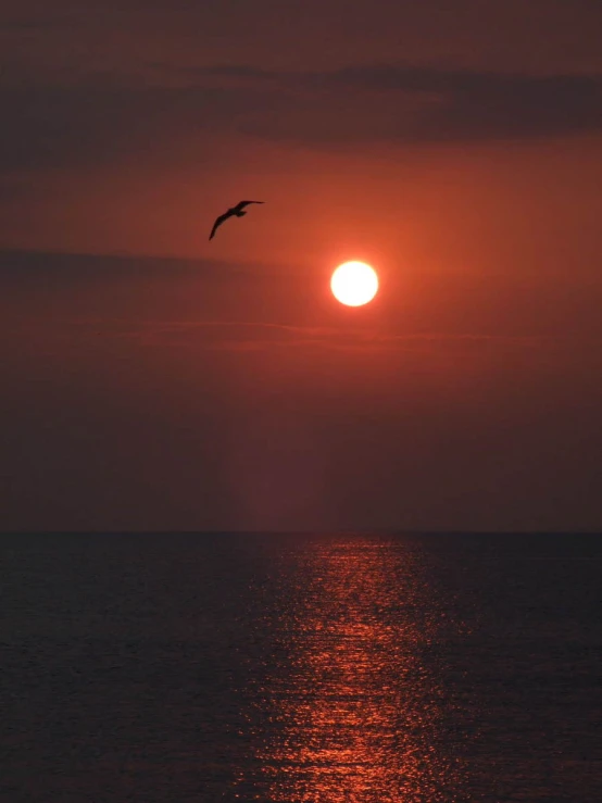 bird flying in air over large body of water with the sun