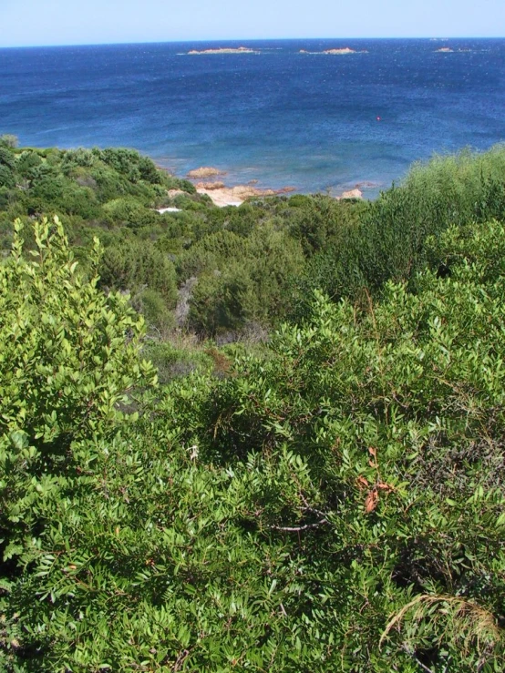 view of the ocean from a cliff overlooking trees and sand