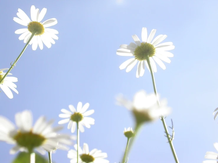 a group of white daisies growing out of a field
