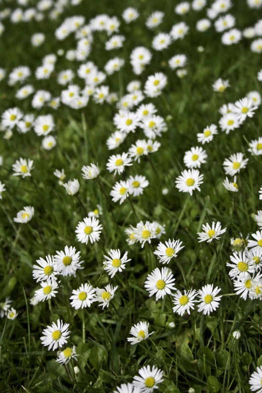 a number of white daisies in a field